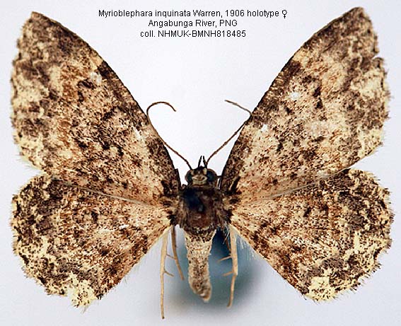 Mapuro Insecto Papua Insects Foundation (Lepidoptera/Ennominae thumbnails)